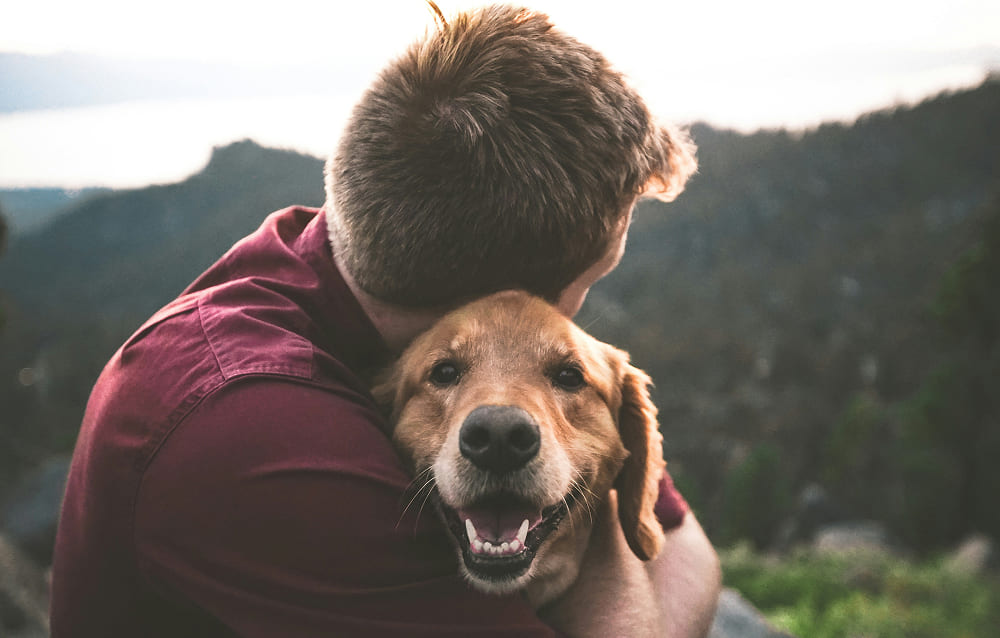 dog